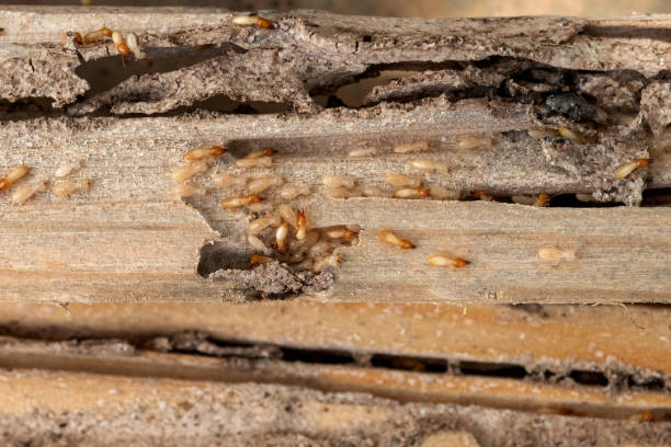 Best Termite Control Services  in Selma, TX